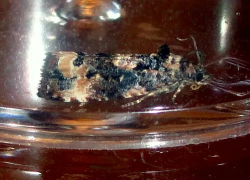 Endothenia oblongana - photo 2
