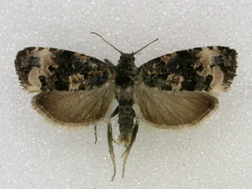 Endothenia oblongana - photo 3