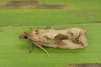 Endothenia quadrimaculana