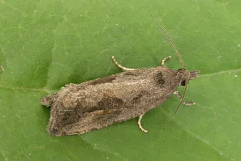 Endothenia quadrimaculana - photo 2