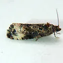 Endothenia rubipunctana - Hodges#2734