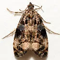 Endothenia rubipunctana - Hodges#2734 - photo 2