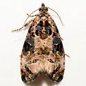 Endothenia rubipunctana - Hodges#2734 - photo 4