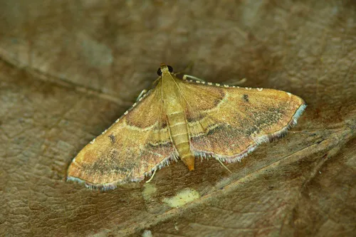 Endotricha flammealis