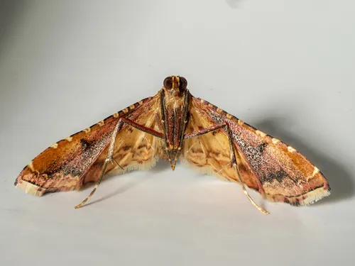 Endotricha flammealis - photo 2