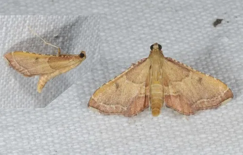 Endotricha flammealis - photo 3