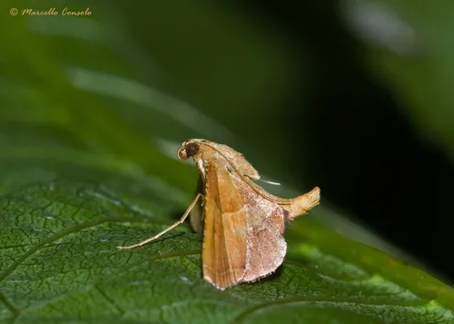 Endotricha flammealis - photo 4