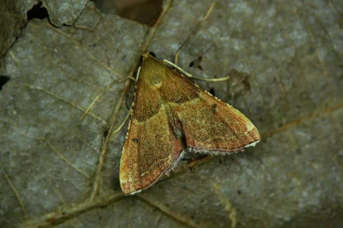 Endotricha flammealis - photo 5