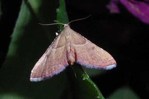 Endotricha flammealis - photo 6