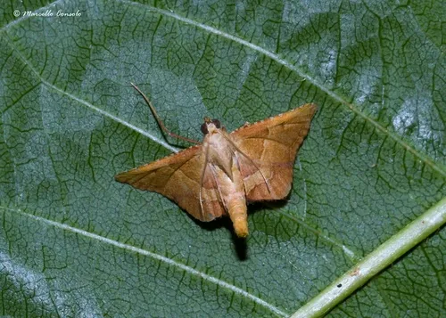Endotricha flammealis - photo 7