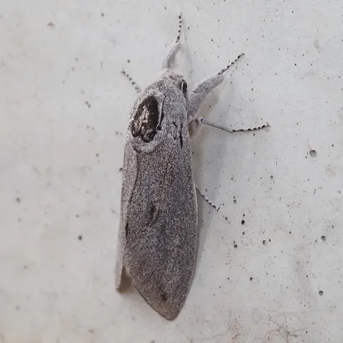 Giant Wood Moth - photo 2