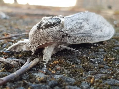 Giant Wood Moth - photo 3