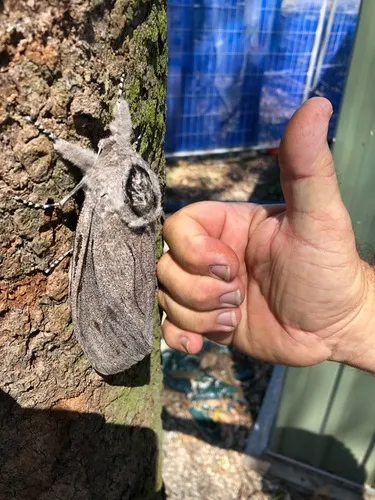 Giant Wood Moth - photo 4