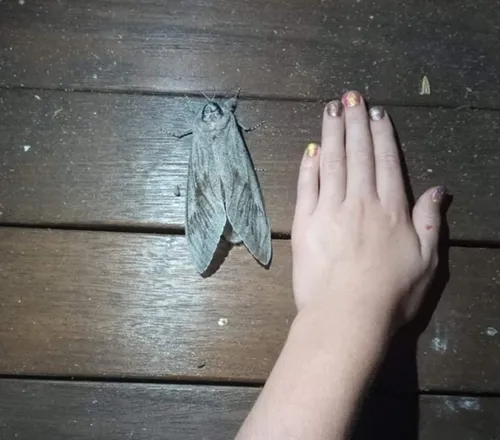 Giant Wood Moth - photo 5