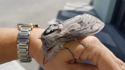 Giant Wood Moth - photo 6