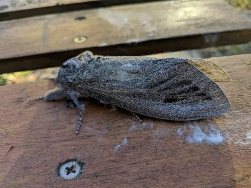 Giant Wood Moth - photo 7
