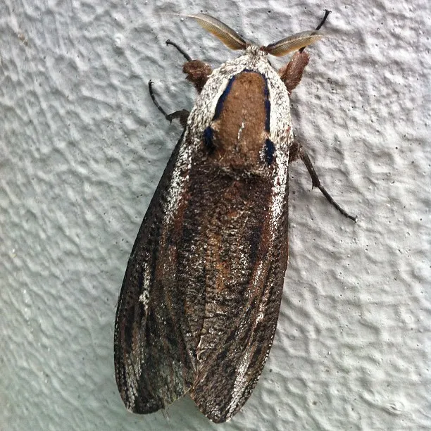 Endoxyla encalypti - photo 2