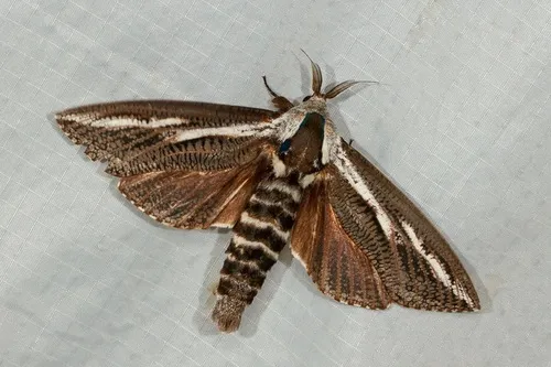 Endoxyla encalypti - photo 4