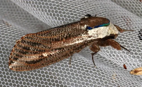 Endoxyla encalypti - photo 8