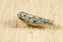 Painted Leafhopper