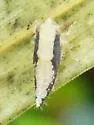 Painted Leafhopper - photo 2