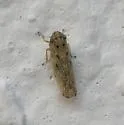 Painted Leafhopper - photo 3