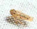 Painted Leafhopper - photo 4