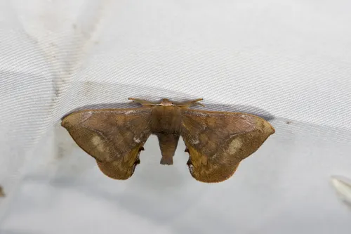 Glory Moths - Endromidae