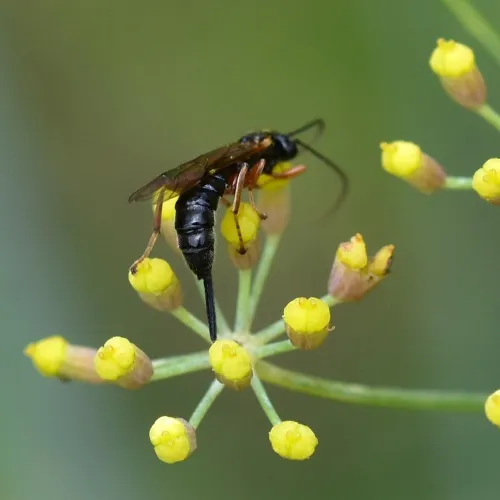 Endromopoda detrita