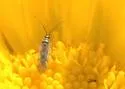 Tomato Bug