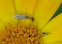 Tomato Bug - photo 2