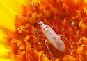 Tomato Bug - photo 3