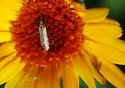 Tomato Bug - photo 4