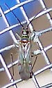 Tomato Bug - photo 5