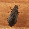 Enicmus aterrimus