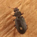 Enicmus aterrimus - photo 2
