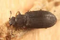 Enicmus aterrimus - photo 3