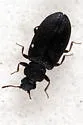 Enicmus aterrimus - photo 4