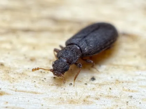 Enicmus brevicornis