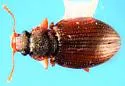 Enicmus cordatus