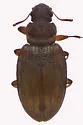 Enicmus fictus