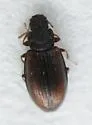Enicmus fictus - photo 3