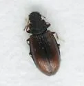 Enicmus fictus - photo 4