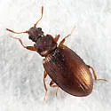 Enicmus histrio