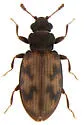 Enicmus maculatus