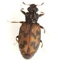Enicmus maculatus - photo 2
