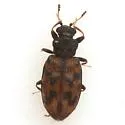 Enicmus maculatus - photo 3