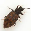 Enicmus maculatus - photo 4