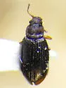 Enicmus mimus