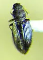 Enicmus mimus - photo 2